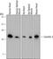 CAV3 antibody, MAB6706, R&D Systems, Western Blot image 