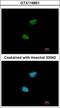 NIMA Related Kinase 11 antibody, GTX116851, GeneTex, Immunofluorescence image 
