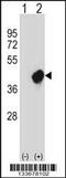 CRK Like Proto-Oncogene, Adaptor Protein antibody, 57-110, ProSci, Western Blot image 