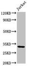 Proteasome Assembly Chaperone 1 antibody, CSB-PA018921LA01HU, Cusabio, Western Blot image 