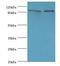 Nuclear valosin-containing protein-like antibody, MBS1495598, MyBioSource, Western Blot image 