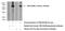 TBC1 Domain Family Member 22B antibody, 21522-1-AP, Proteintech Group, Western Blot image 