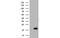 Interleukin-36 alpha antibody, MBS832505, MyBioSource, Western Blot image 