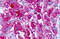 Cadherin EGF LAG Seven-Pass G-Type Receptor 1 antibody, MBS247221, MyBioSource, Immunohistochemistry frozen image 