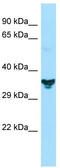 Nucleotide Binding Protein Like antibody, TA331720, Origene, Western Blot image 