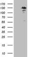 Metal regulatory transcription factor 1 antibody, M04733, Boster Biological Technology, Western Blot image 