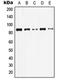 Junction Plakoglobin antibody, orb214145, Biorbyt, Western Blot image 