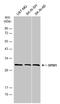 Dolichyl-Phosphate Mannosyltransferase Subunit 1, Catalytic antibody, GTX106196, GeneTex, Western Blot image 