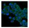 Tight Junction Protein 1 antibody, M00860, Boster Biological Technology, Immunofluorescence image 