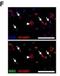 SIX Homeobox 2 antibody, H00010736-M01, Novus Biologicals, Immunofluorescence image 