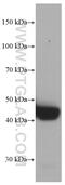 Tribbles Pseudokinase 3 antibody, 66702-1-Ig, Proteintech Group, Western Blot image 