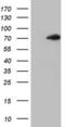 Thyroid Hormone Receptor Alpha antibody, LS-C798223, Lifespan Biosciences, Western Blot image 