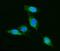 Secernin 1 antibody, A10002-1, Boster Biological Technology, Immunofluorescence image 