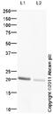 Triggering Receptor Expressed On Myeloid Cells 1 antibody, ab93717, Abcam, Western Blot image 