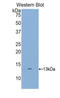 Dickkopf WNT Signaling Pathway Inhibitor 2 antibody, MBS2003316, MyBioSource, Western Blot image 