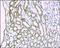 Solute Carrier Family 22 Member 12 antibody, 250521, Abbiotec, Immunohistochemistry paraffin image 