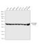 Tubulin antibody, MA5-16308, Invitrogen Antibodies, Western Blot image 