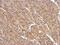 Spermatogenesis Associated 16 antibody, NBP2-20466, Novus Biologicals, Immunohistochemistry frozen image 