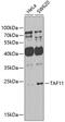 TATA-Box Binding Protein Associated Factor 11 antibody, 23-290, ProSci, Western Blot image 