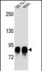 Protein O-mannosyl-transferase 1 antibody, PA5-71691, Invitrogen Antibodies, Western Blot image 