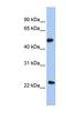 Protein O-Fucosyltransferase 2 antibody, NBP1-58054, Novus Biologicals, Western Blot image 