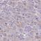 C-Type Lectin Domain Family 18 Member B antibody, HPA048976, Atlas Antibodies, Immunohistochemistry frozen image 