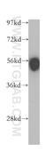 CD4 antibody, 11056-2-AP, Proteintech Group, Western Blot image 