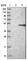 STE20 Related Adaptor Beta antibody, HPA028520, Atlas Antibodies, Western Blot image 