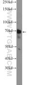 WD Repeat Domain 76 antibody, 25528-1-AP, Proteintech Group, Western Blot image 