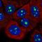 KRI1 Homolog antibody, HPA043574, Atlas Antibodies, Immunofluorescence image 