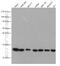Peroxiredoxin 1 antibody, 66820-1-Ig, Proteintech Group, Western Blot image 