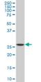 Transcription factor PU.1 antibody, H00006688-M02, Novus Biologicals, Western Blot image 