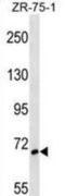 SH3 Domain Binding Protein 1 antibody, abx029169, Abbexa, Western Blot image 