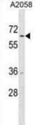 Tripartite Motif Containing 35 antibody, abx030692, Abbexa, Western Blot image 