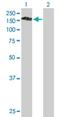 Pleckstrin Homology And RhoGEF Domain Containing G4 antibody, H00025894-B01P, Novus Biologicals, Western Blot image 