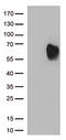 Mucosal addressin cell adhesion molecule 1 antibody, UM500105, Origene, Western Blot image 
