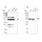 G-Rich RNA Sequence Binding Factor 1 antibody, PA5-57900, Invitrogen Antibodies, Western Blot image 