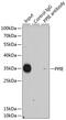 Peptidylprolyl Isomerase E antibody, 22-668, ProSci, Immunoprecipitation image 