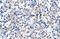 Caudal Type Homeobox 4 antibody, 27-698, ProSci, Western Blot image 