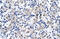 Homeobox protein CDX-4 antibody, 27-698, ProSci, Western Blot image 