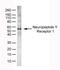 Neuropeptide Y Receptor Y1 antibody, GTX31073, GeneTex, Western Blot image 