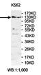 Pleckstrin Homology And RhoGEF Domain Containing G3 antibody, orb78326, Biorbyt, Western Blot image 