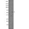 Cyclin Dependent Kinase Inhibitor 1C antibody, abx149169, Abbexa, Western Blot image 