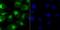 Nuclear Receptor Subfamily 0 Group B Member 1 antibody, A01521-1, Boster Biological Technology, Immunocytochemistry image 