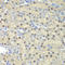 E74 Like ETS Transcription Factor 3 antibody, LS-C334669, Lifespan Biosciences, Immunohistochemistry frozen image 