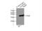 GAPDH antibody, 10494-1-AP, Proteintech Group, Immunoprecipitation image 