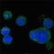 Wnt Family Member 5A antibody, MA5-15502, Invitrogen Antibodies, Immunofluorescence image 