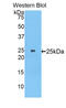 Myosin-8 antibody, abx104488, Abbexa, Enzyme Linked Immunosorbent Assay image 