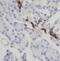 N-Terminal EF-Hand Calcium Binding Protein 3 antibody, FNab05640, FineTest, Immunohistochemistry paraffin image 