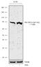 Protein Kinase C Beta antibody, 711723, Invitrogen Antibodies, Western Blot image 